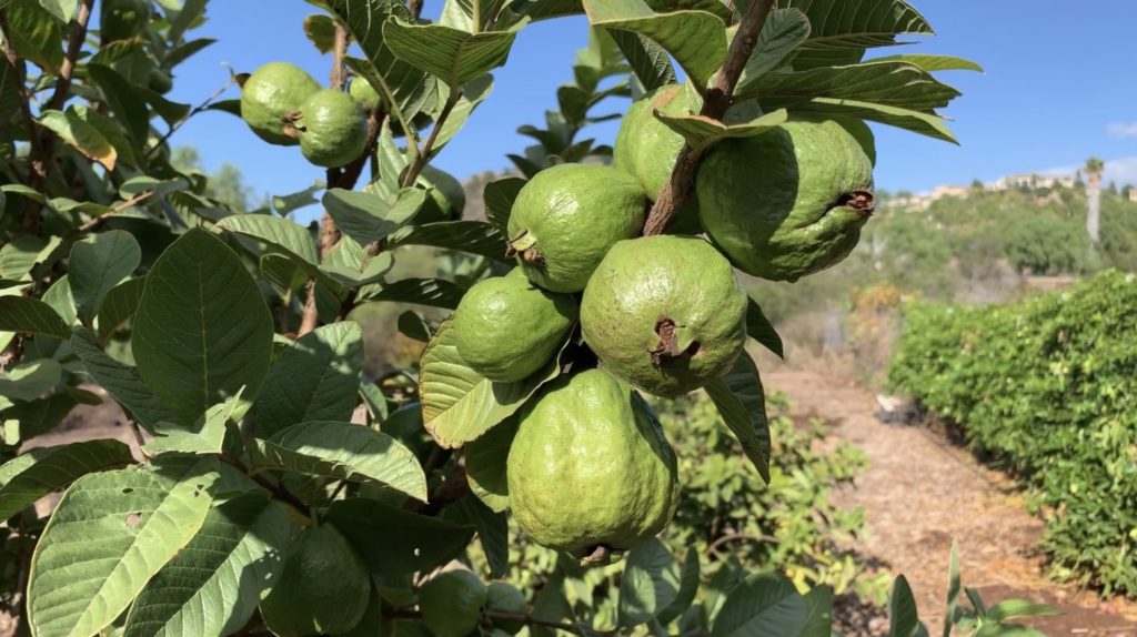 Guava Vietnamese Guava