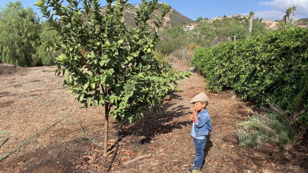 Vietnamese Guava 2019