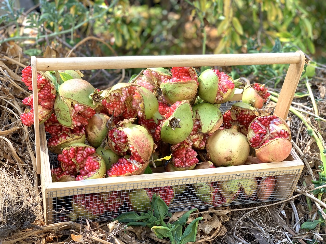 Pomegranate Fruit