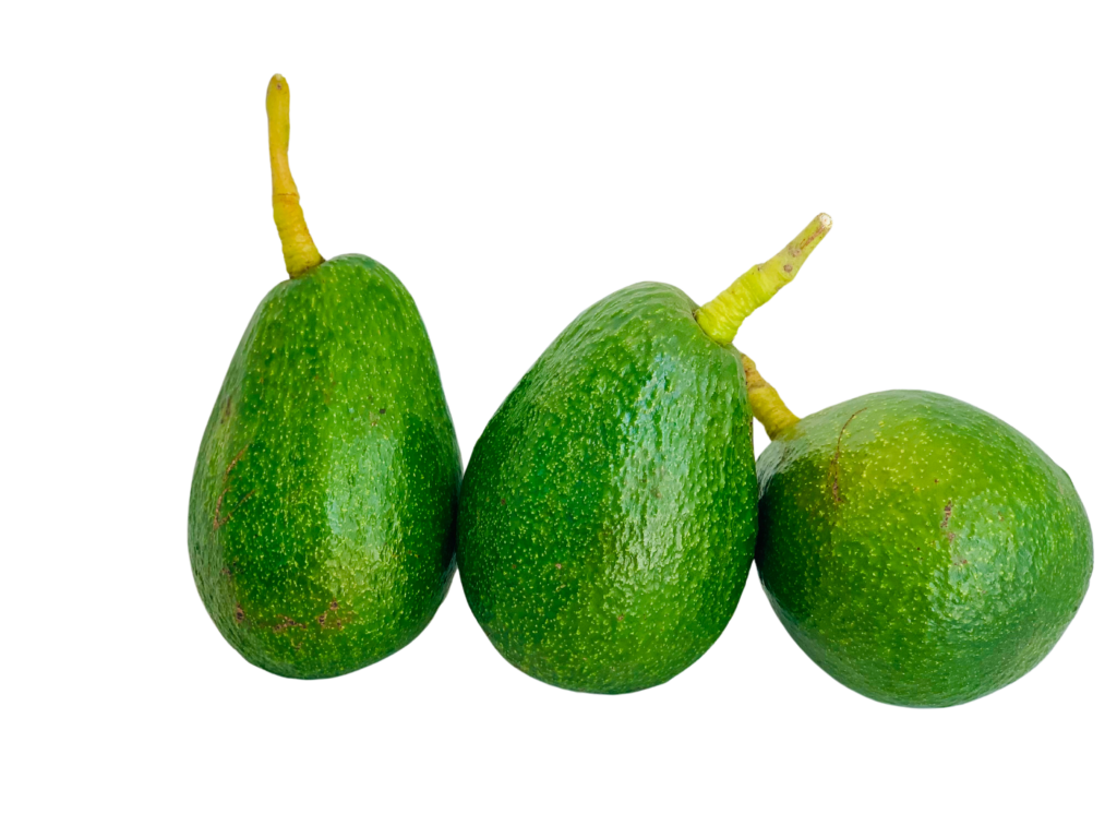 Unripe Sir Prize Avocado, October 23, 2024